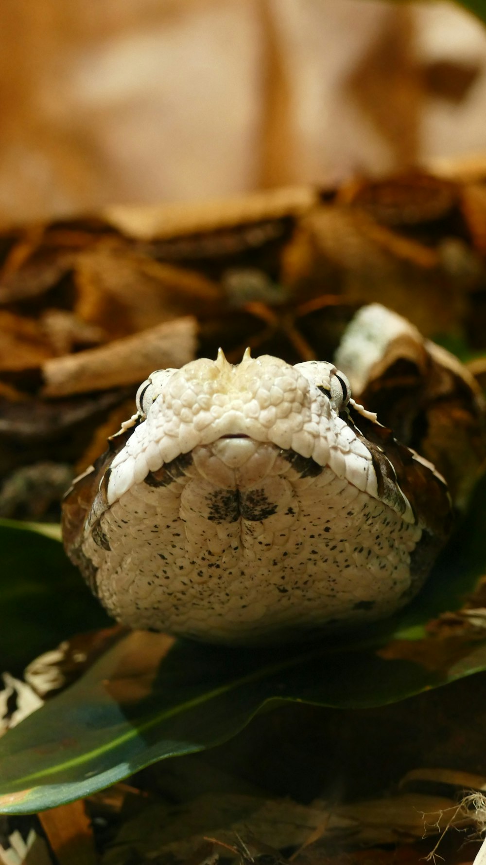 white and brown reptile crawling in the ground