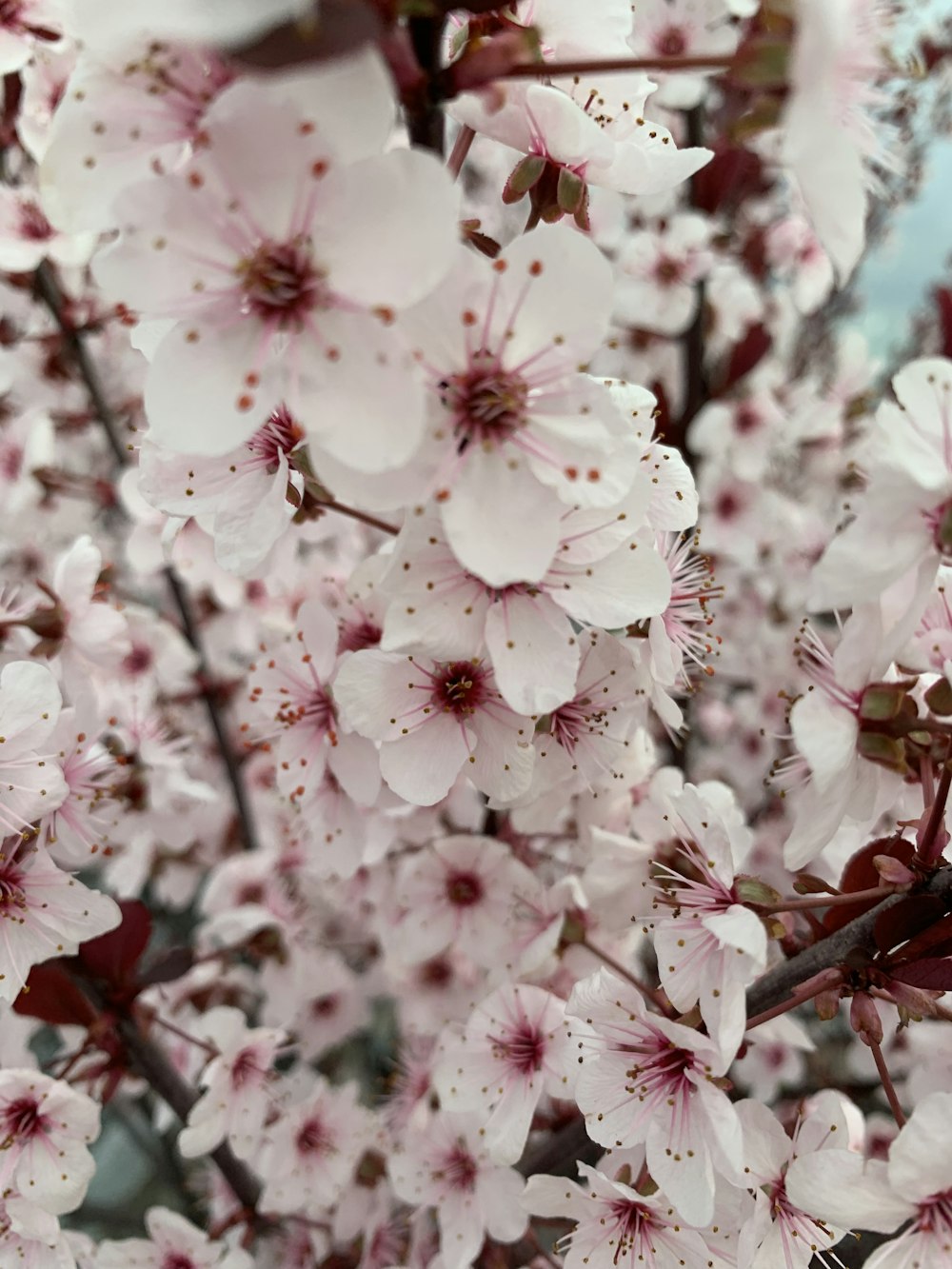macro photography of blooming white and pink cherry blossoms
