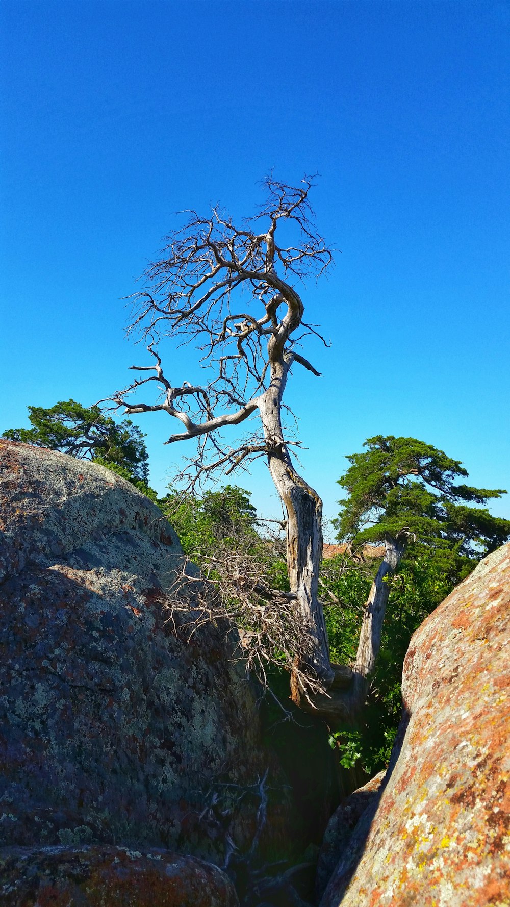 bare tree near rock during daytime