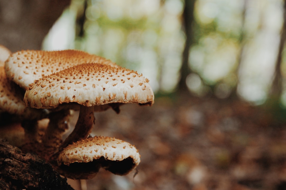 macro photography of brown mushrooms