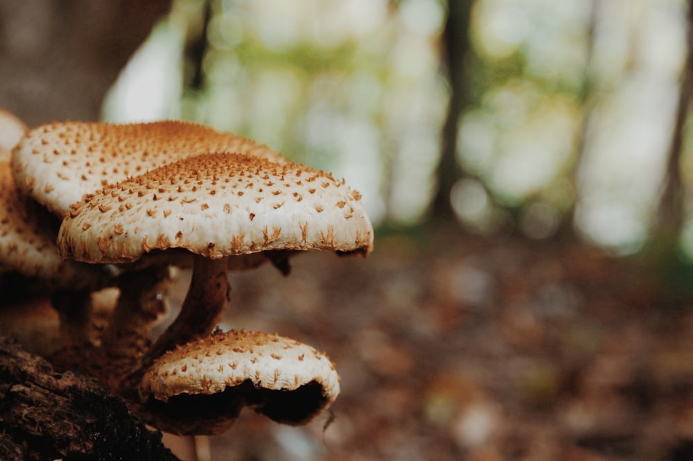 macro photography of brown mushrooms