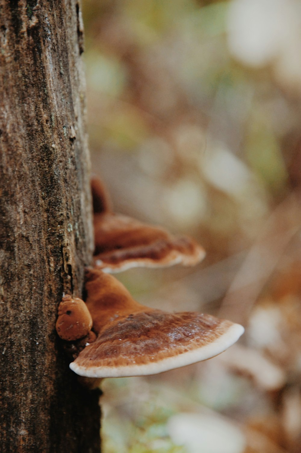 brown mushroom