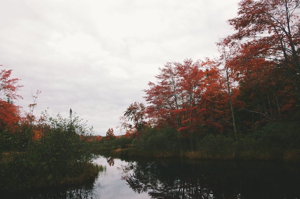 body of water between plants and trees