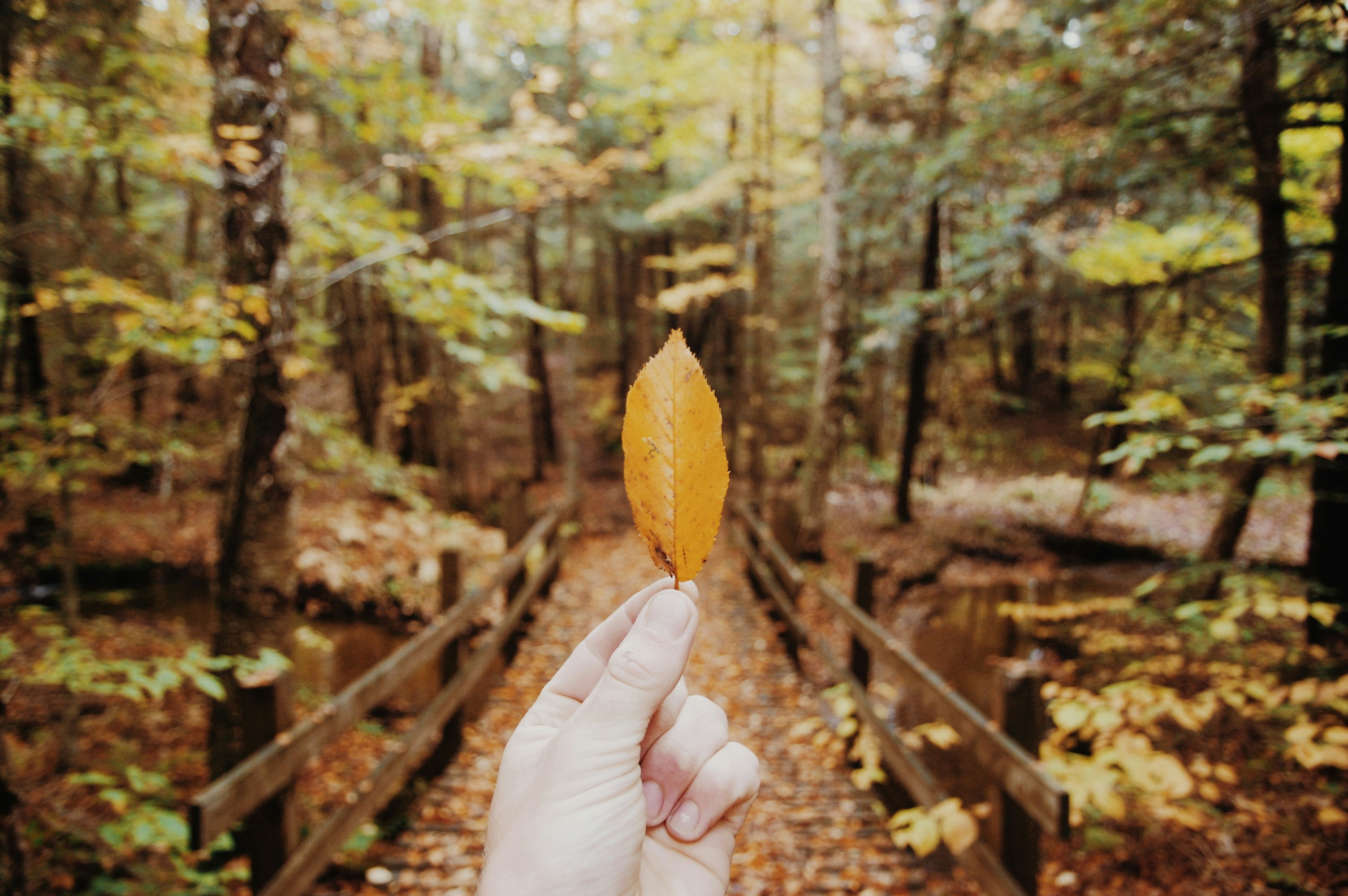person holding leaf