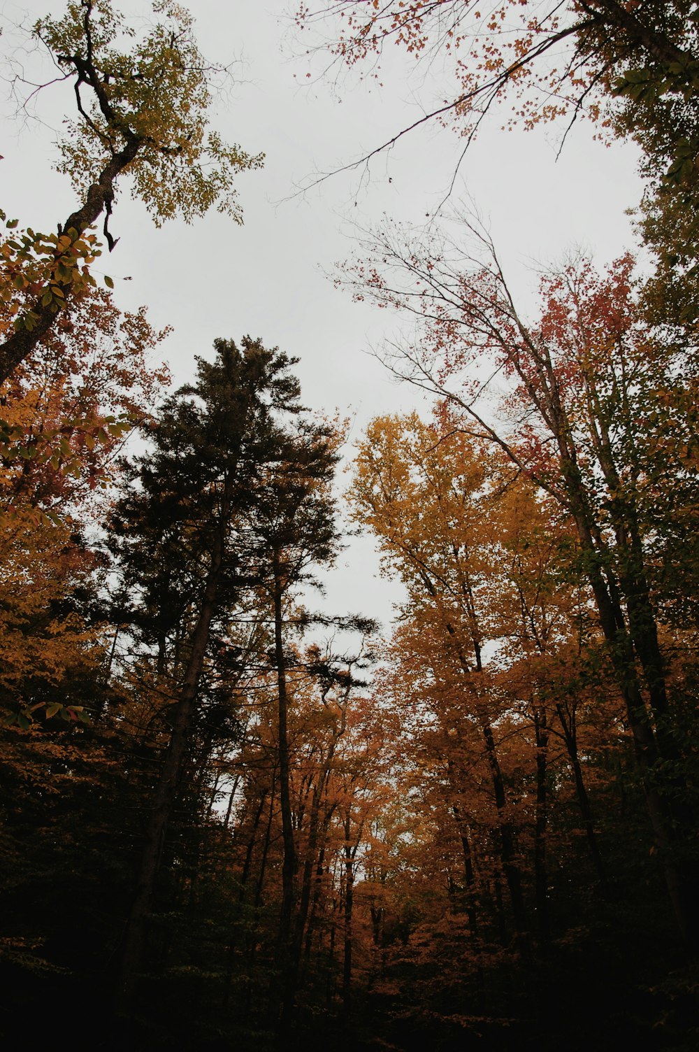 Fotografía de ángulo bajo árboles bajo un cielo despejado durante el día