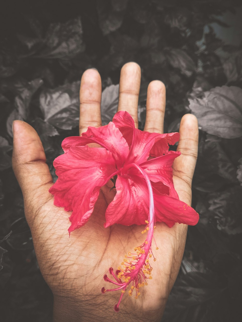 red petal flower on palm