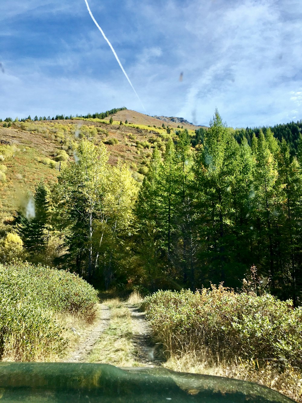 árvores verdes durante o dia