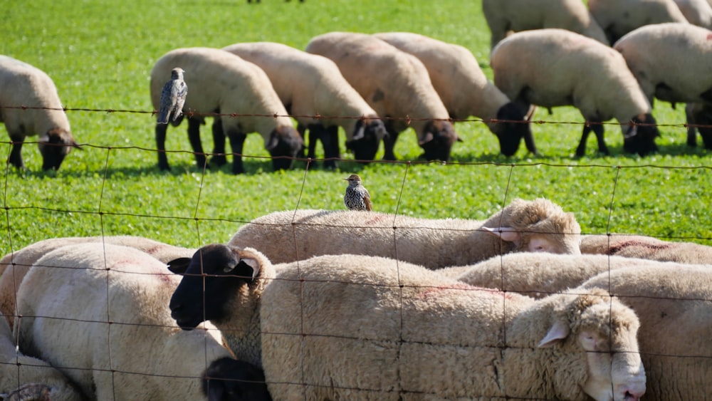 flock of sheep at daytime
