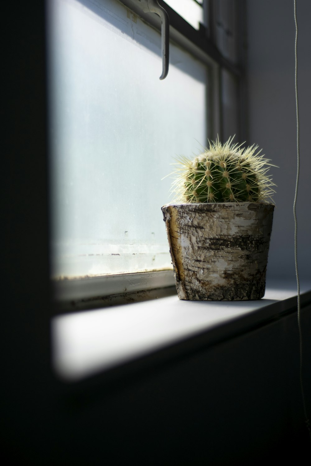 green ball cactus in wooden pot by window