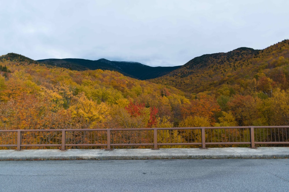 orange trees on mountain