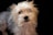 A small dog with shaggy, light-colored fur gazes forward. The background is dark, creating a contrast that highlights the dog's fluffy coat.