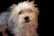 A small dog with shaggy, light-colored fur gazes forward. The background is dark, creating a contrast that highlights the dog's fluffy coat.