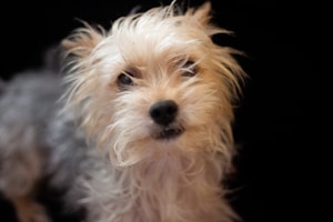 A small dog with shaggy, light-colored fur gazes forward. The background is dark, creating a contrast that highlights the dog's fluffy coat.