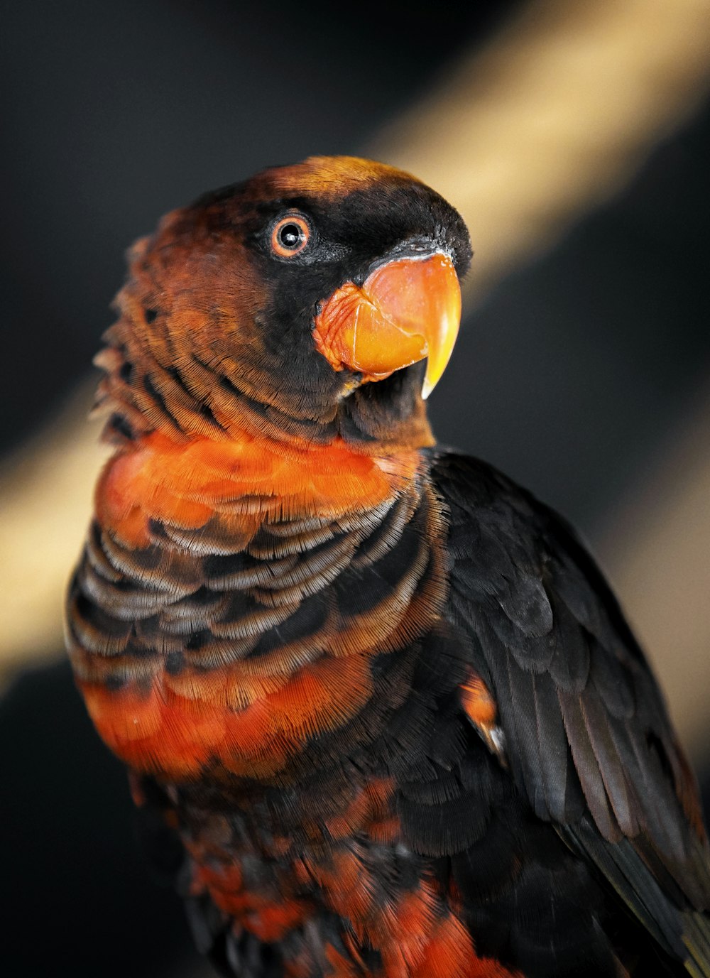 schwarzer und orangefarbener Papageienvogel