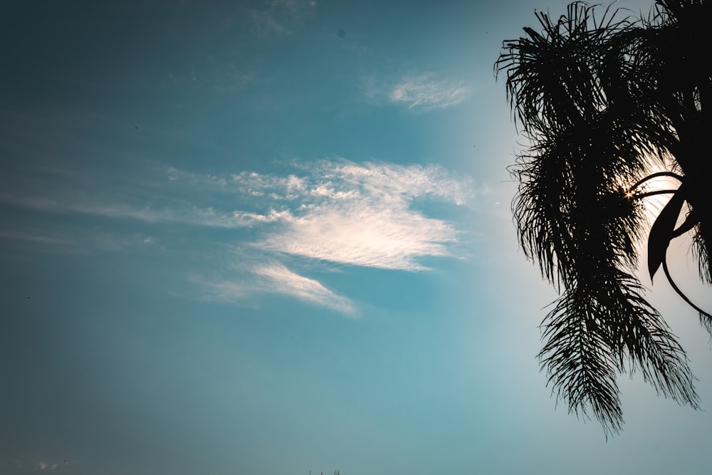 green coconut tree under blue and white sky during daytime