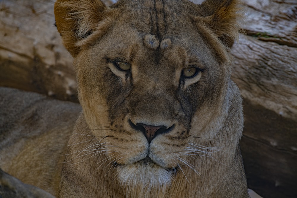 brown tiger