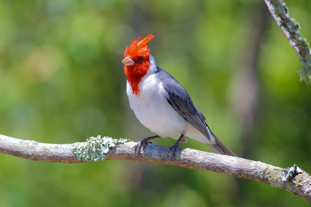 white, gray, and red small-beaked bird