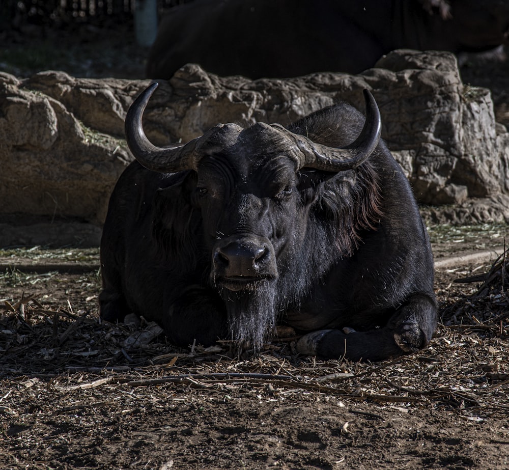 black water buffalo