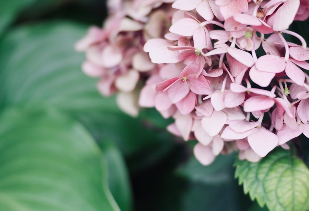 shallow focus photo of pink flowers