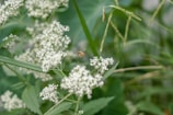 A bee hovers near a cluster of small white flowers amidst lush green foliage. The scene captures a moment of interaction between the bee and the floral environment, highlighting natural beauty and biodiversity.