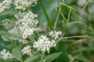 A bee hovers near a cluster of small white flowers amidst lush green foliage. The scene captures a moment of interaction between the bee and the floral environment, highlighting natural beauty and biodiversity.