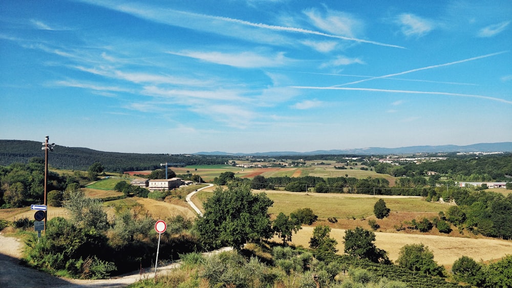 green trees during daytime