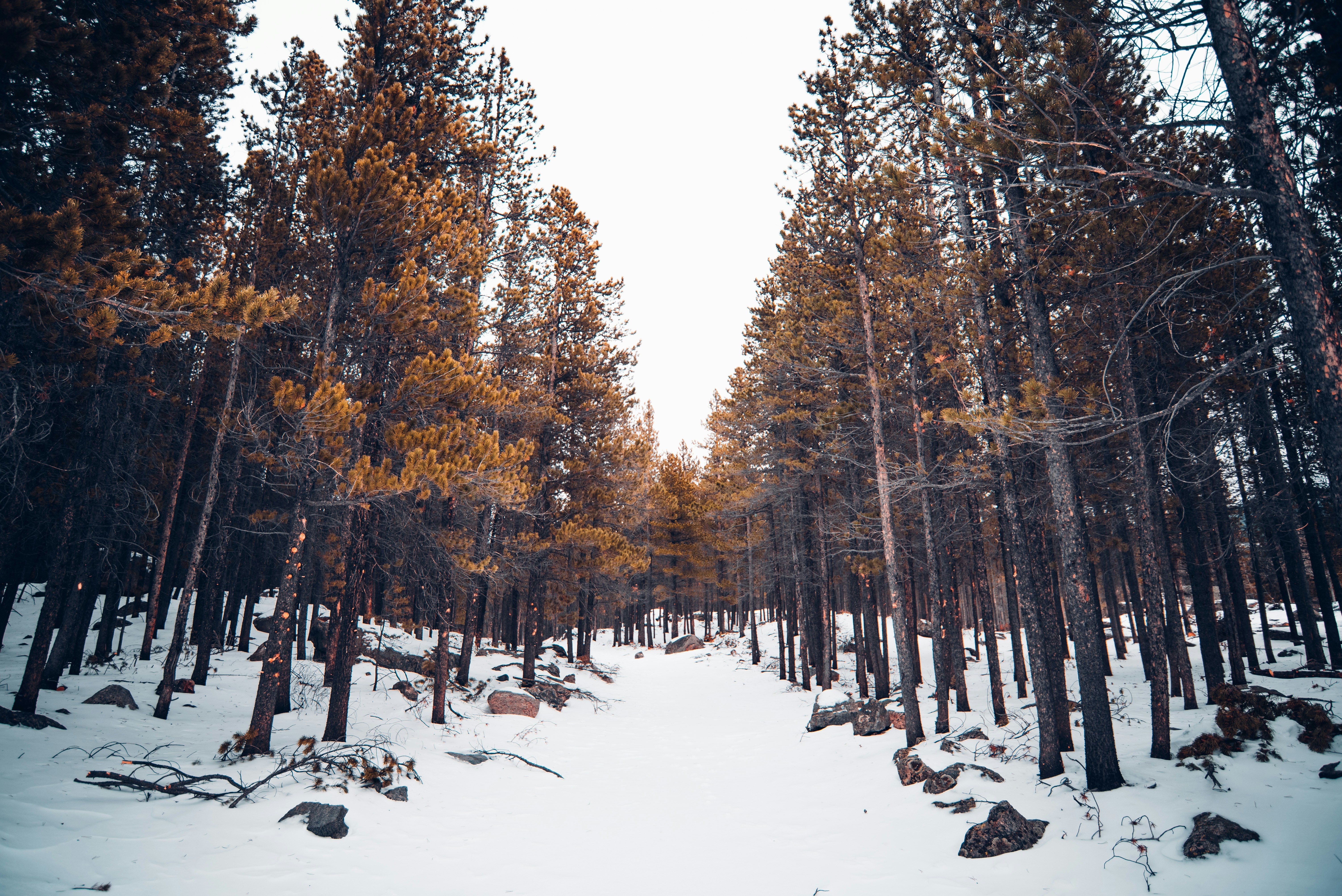 Denver Trail