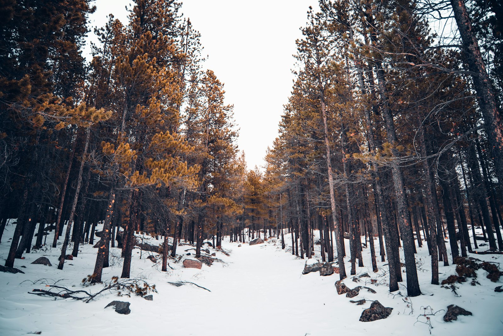 Nikon D750 + Nikon AF-S Nikkor 18-35mm F3.5-4.5G ED sample photo. Snow and tree covered photography