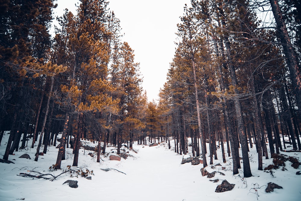 snow and tree covered field during day