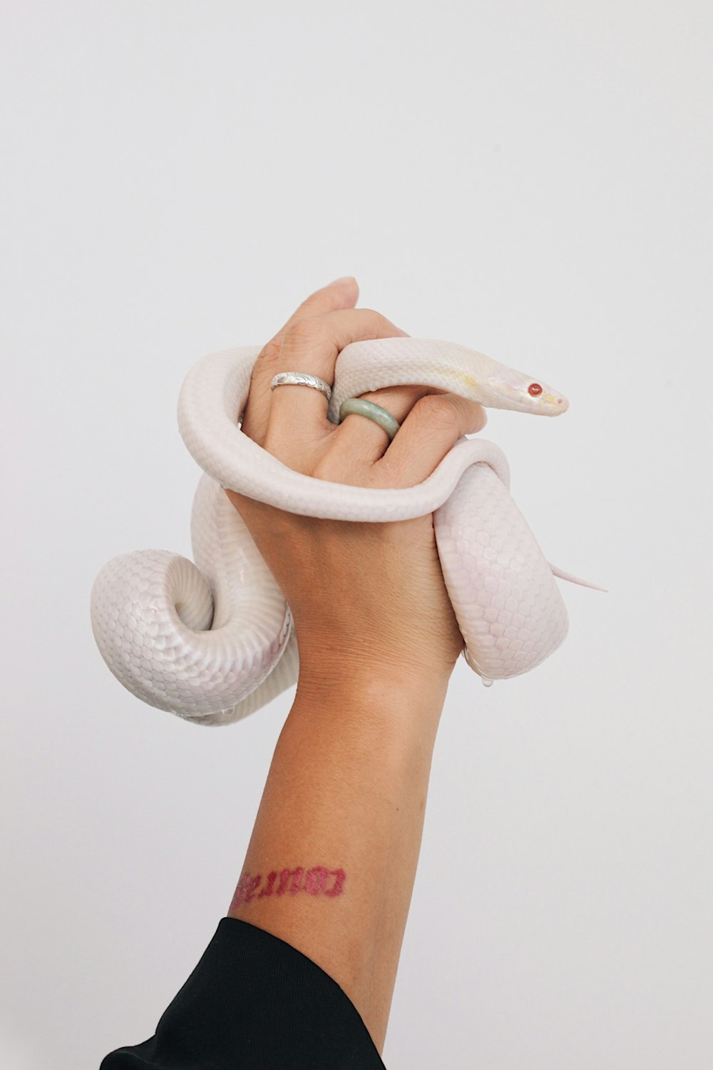 albino snake wrapped on person's hand