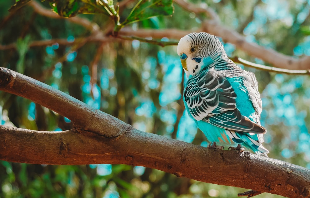 Uccello pappagallino blu, nero e bianco sull'albero