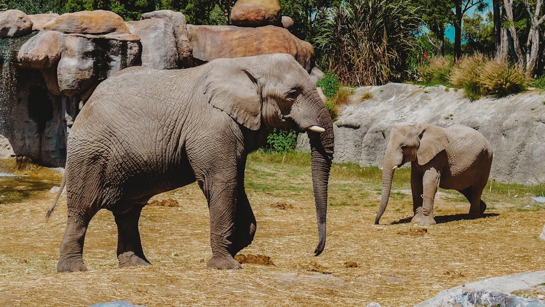 photo of Puebla de Zaragoza Wildlife near Africam Safari