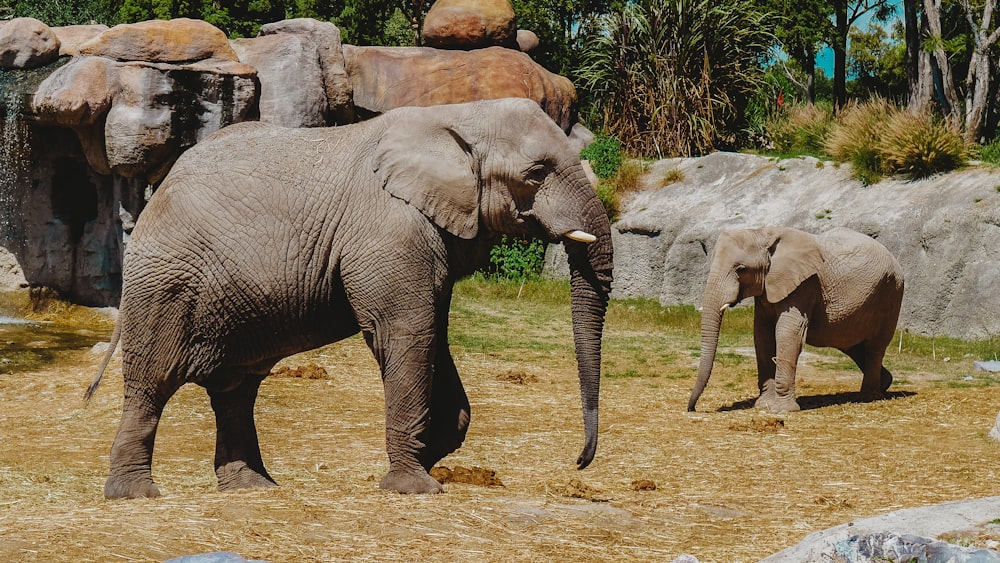 Un elefantino in piedi accanto a un elefante adulto