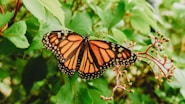 brown and black butterfly
