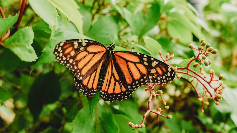 brown and black butterfly