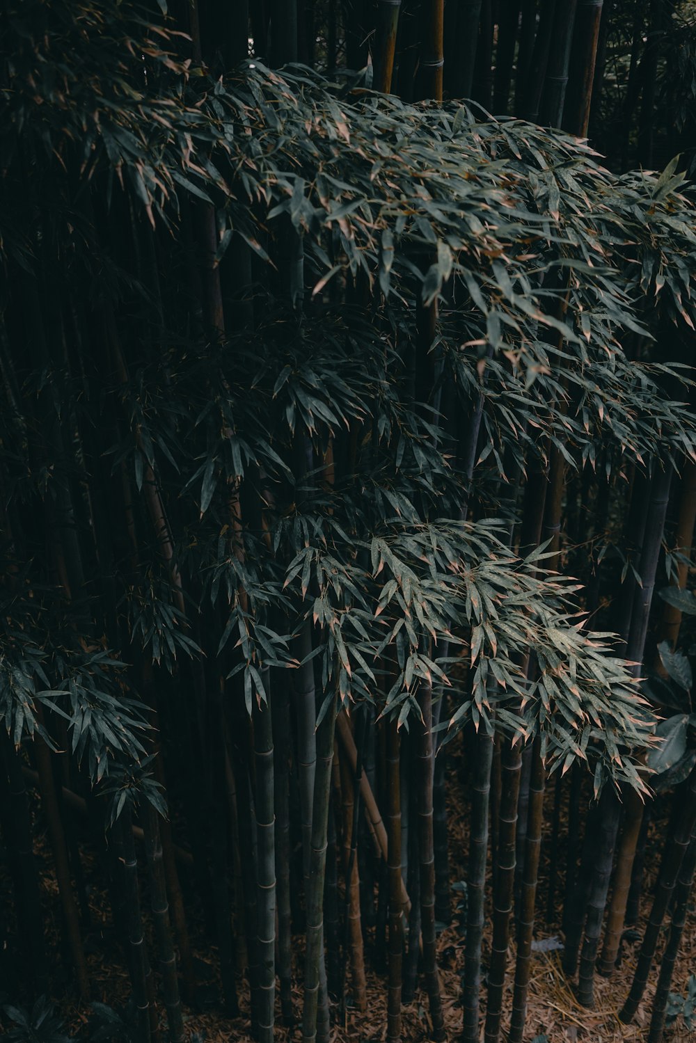 green leafed plants