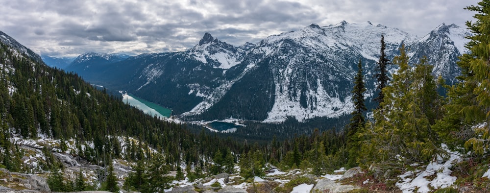 trees near mountains