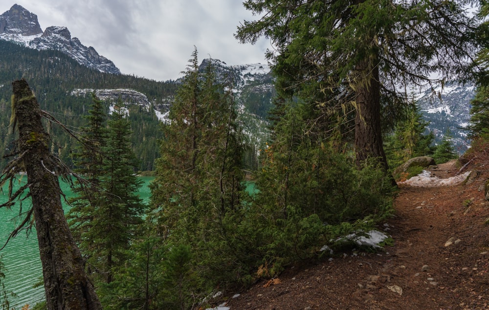 green pine trees