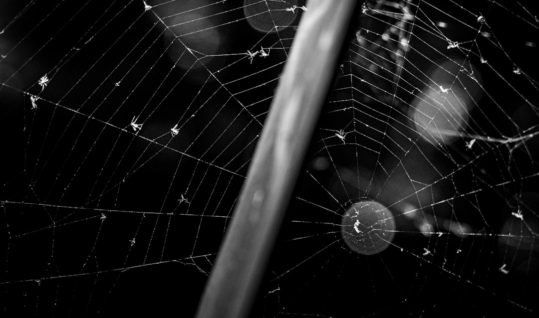 shallow focus photo of spiderweb