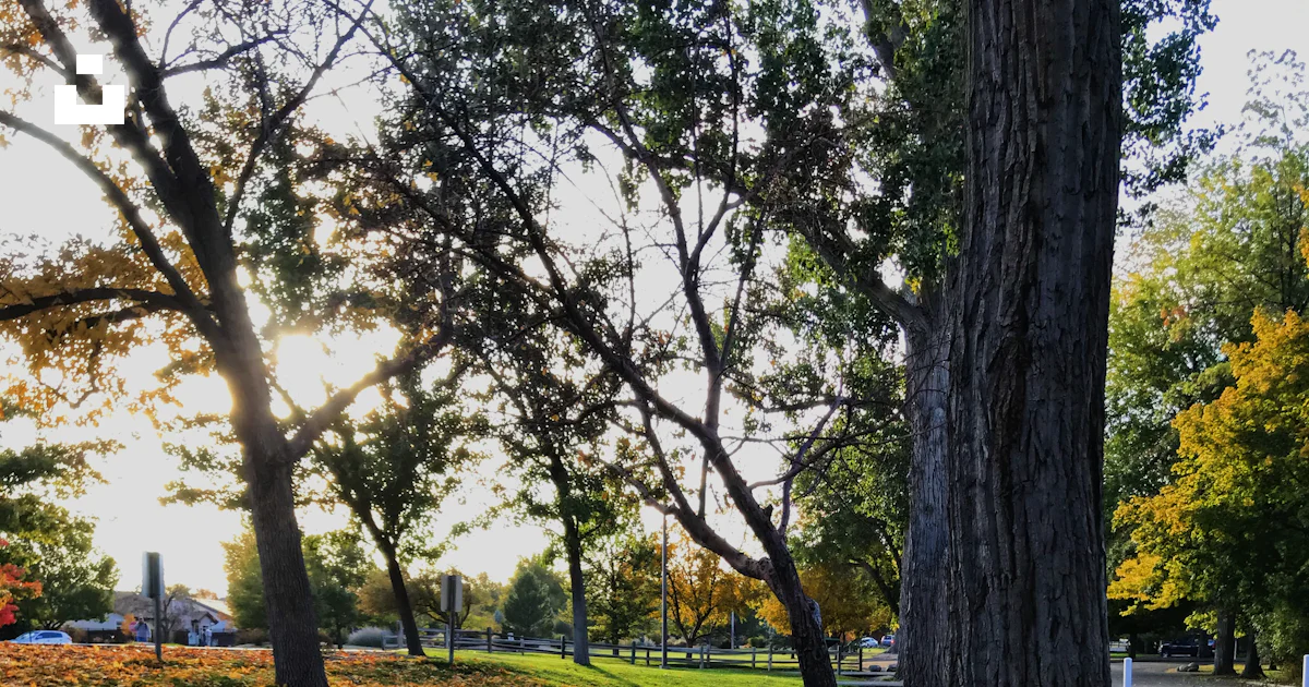 Ground With Trees Green trees photo – Free Ground Image on Unsplash