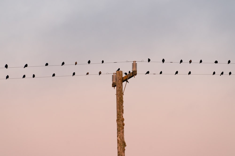 flight of birds on wire