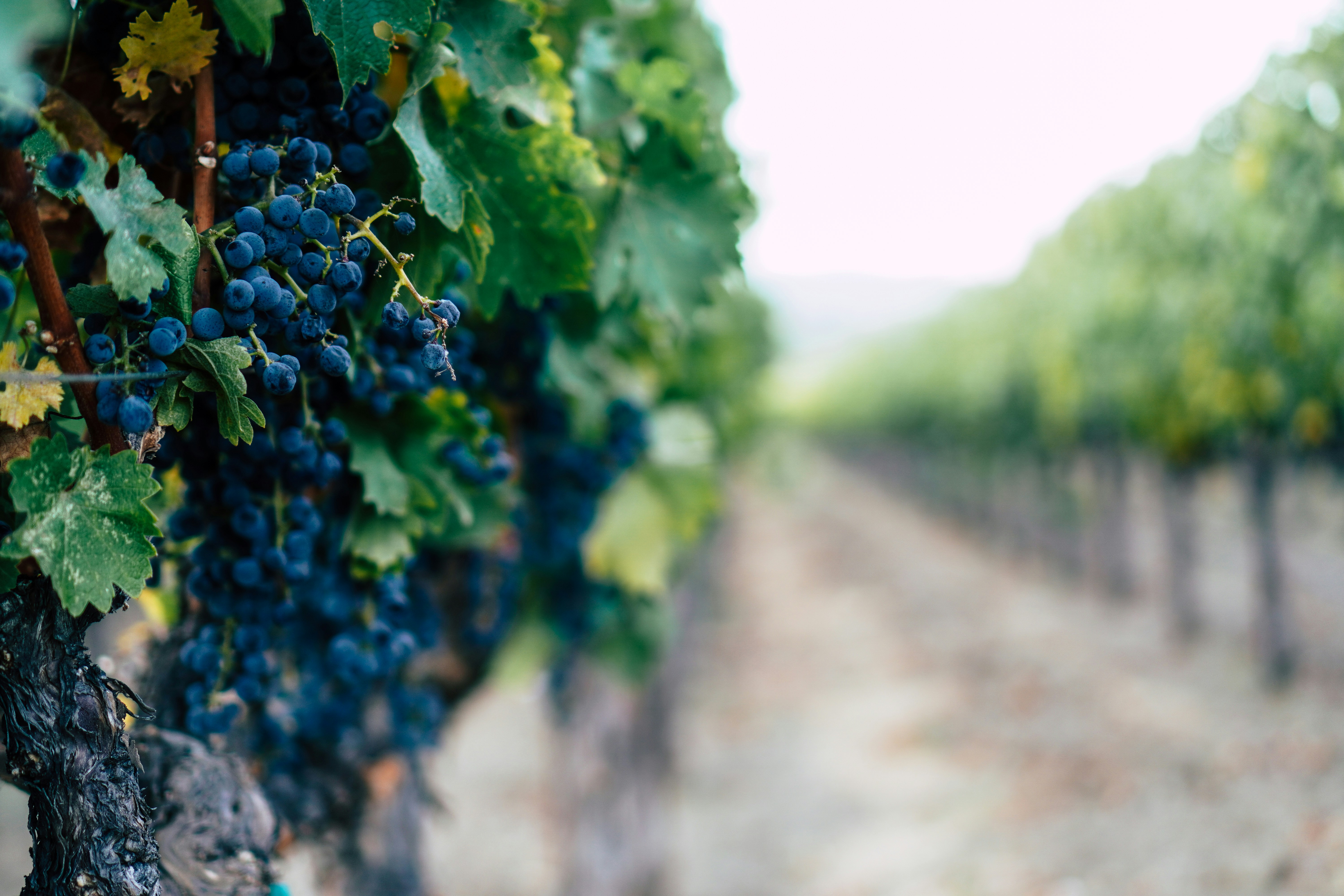 Photo by danielsalgado