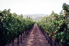 a vineyard with rows of vines and a mountain in the background