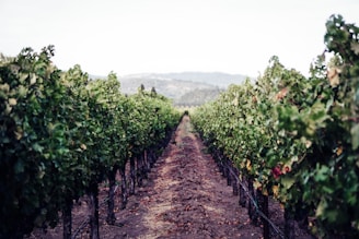a vineyard with rows of vines and a mountain in the background