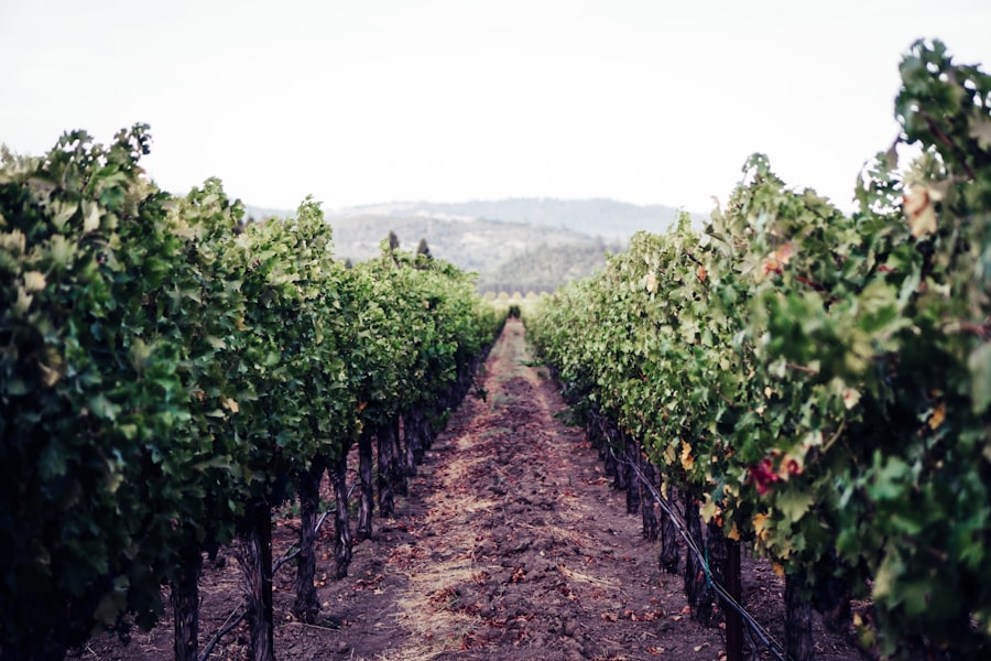Vineyard rows showing structured pattern from above