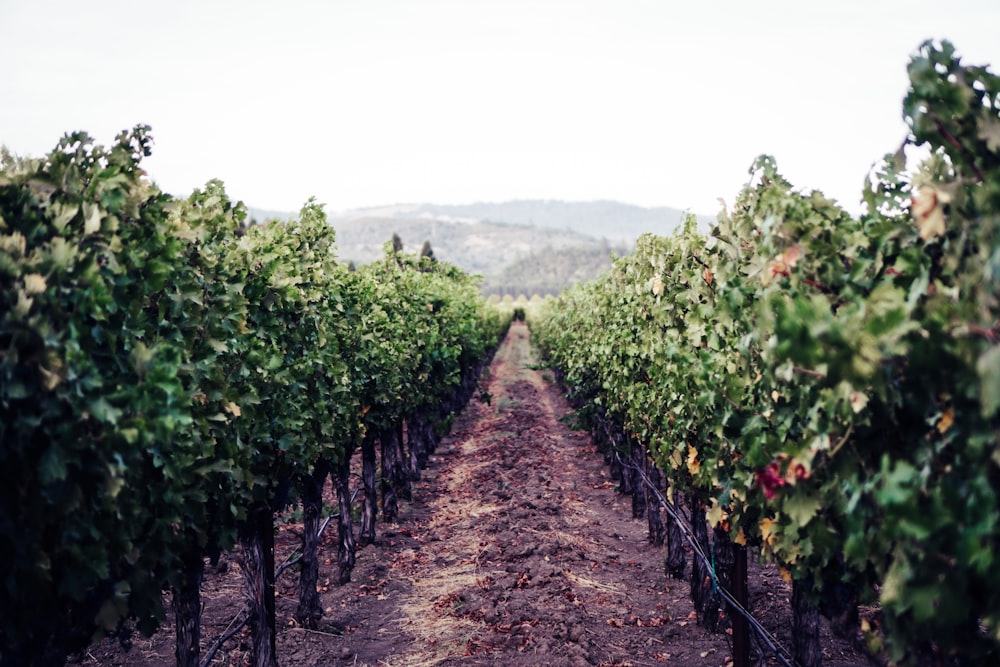 a vineyard with rows of vines and a mountain in the background