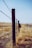 A barbed wire fence stretches across a dry, grassy landscape under a clear blue sky. The wooden fence posts are weathered and aged, creating a contrast with the golden tones of the surrounding grassland. The perspective is focused on the fence, leading the eye down the line of posts.