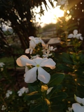 Close-up of a warm white solar garden light glowing gently among blooming flowers at dusk.