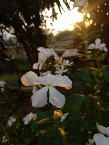 Close-up of a warm white solar garden light glowing gently among blooming flowers at dusk.