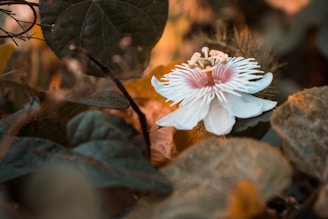 A close-up of a white passionflower with a purple center surrounded by lush, green leaves and some orange-brown foliage in the background. The flower is detailed, with intricate petals and a unique structure that draws attention.